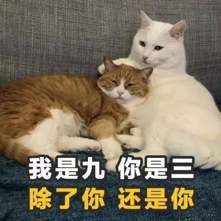 追女孩子的土味情话猫咪版表情包 追女孩子的土味情话猫咪版表情包第7张